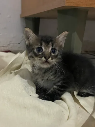 DOAÇÃO DE GATINHOS