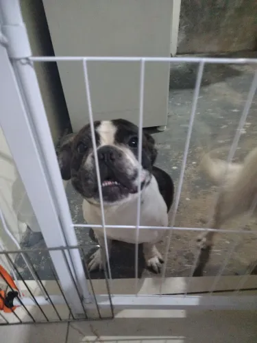 Buldog 