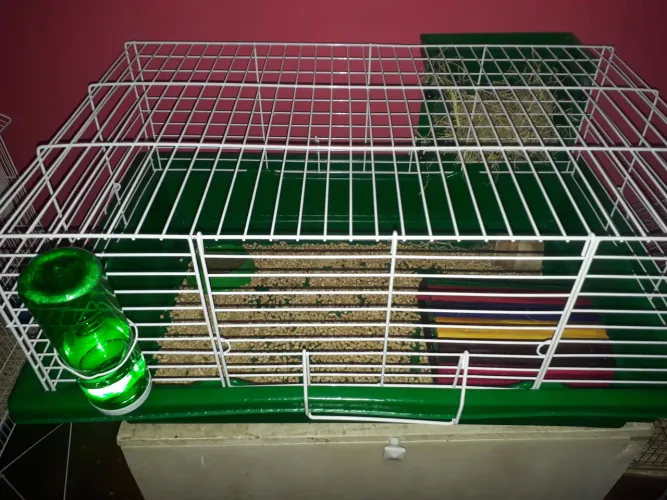 Gaiola para porquinho da Índia 
