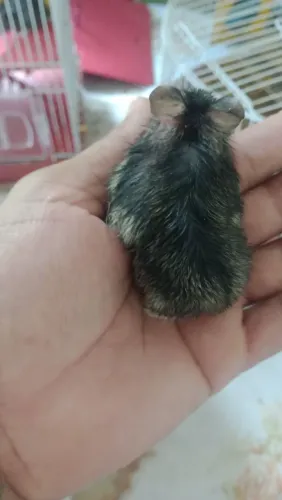 Hamster anão russo 