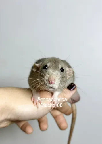 Rato Twister