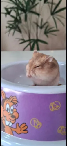 Hamster