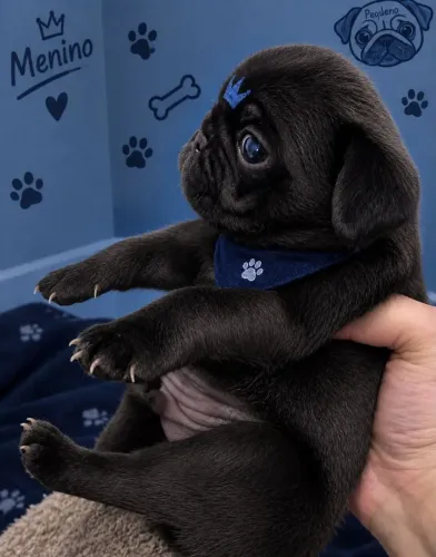 Pug macho