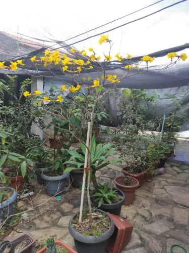 Ipê amarelo gigante no vaso com terra adubada florido