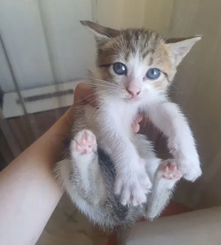 Gata para adoção 