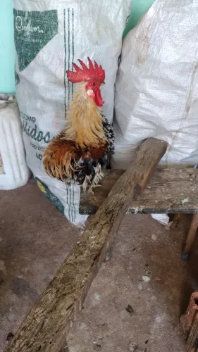 Modelados