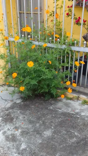 Sementes de Cosmos 