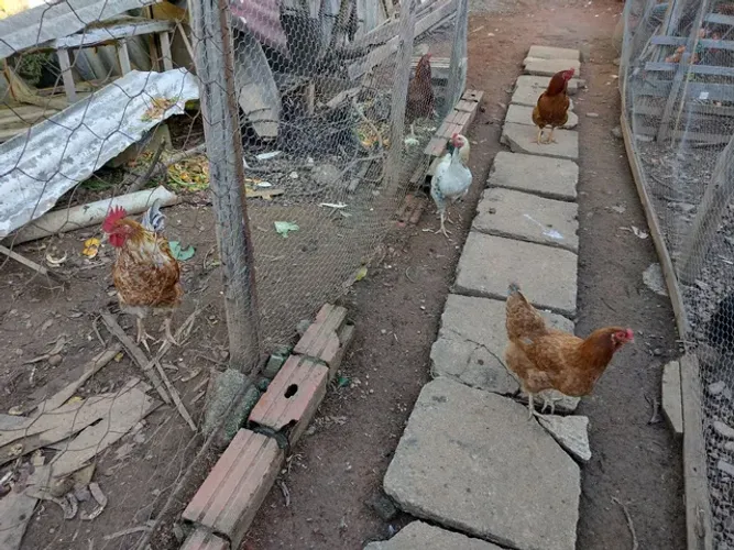 Galos e galinha raça brama e tem de outras raças.