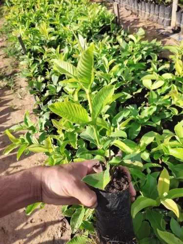 Mudas de goiaba 