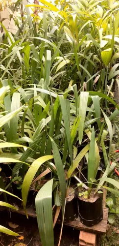 Mudas Palmeira Americana (Whashitonia)