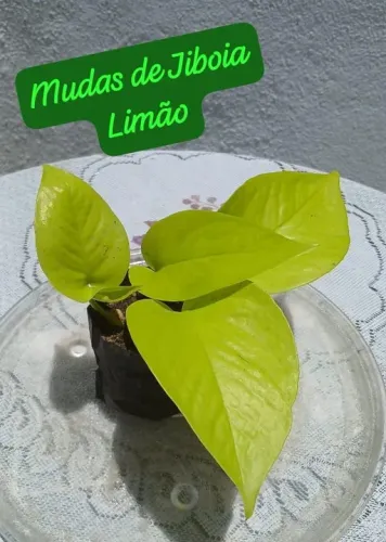 2 Muda de Jibóia limão 