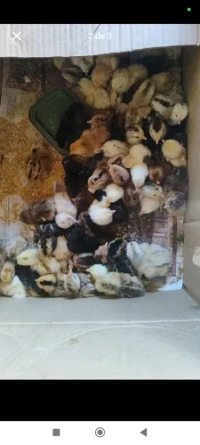 Pintinhos caipira puro 