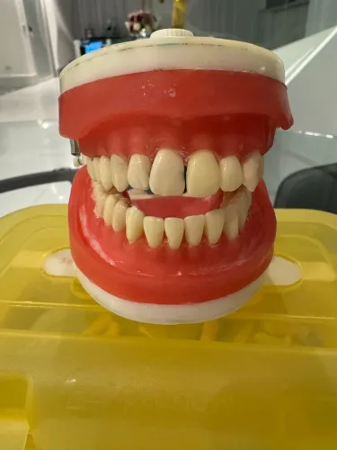 Manequim Pronew Dentistica com + 60 dentes