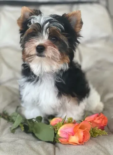 Biewer Terrier, o filhote ideal para quem ama exclusividade. 