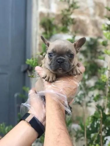Bulldog frances Filhotes de mais alto padrão da raça
