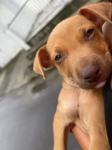 Filhote de Pitbull+Pastor Belga