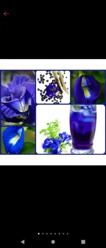 10 semente fada Azul
