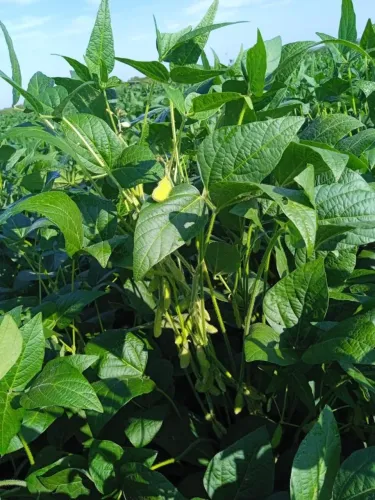 Fazenda 8 anos para pagar