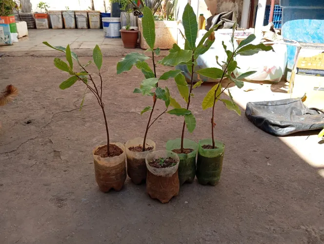 Mudinhas de Caju em vasos criativos