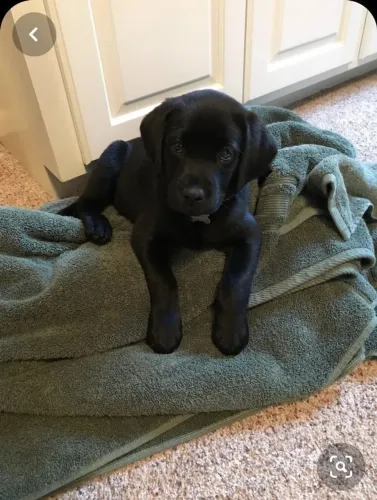 Filhote Labrador Preto pelagem brilhantes ? 