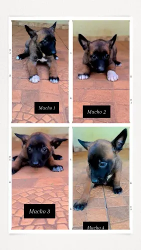 Filhote de pastor belga malinois