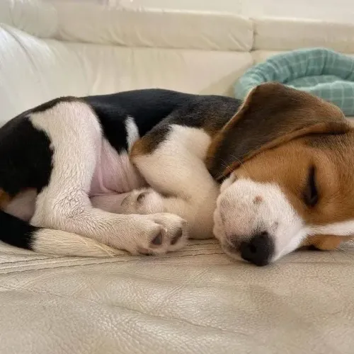 Filhotes de Beagle | Lindeza em dose dupla!