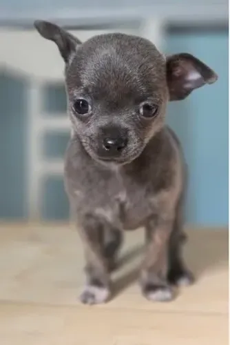 Seu Chihuahua com pedigree está aqui esperando por você!