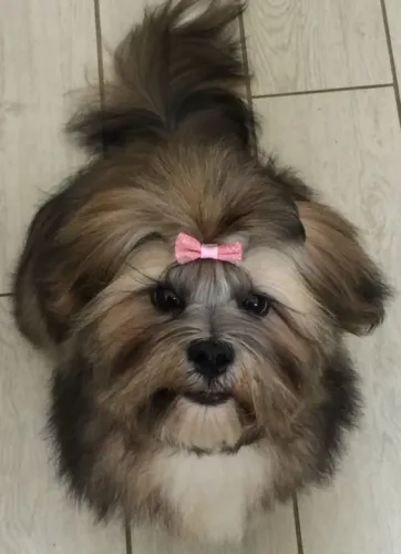 Lhasa Apso Filhotes Adoráveis na Cor Bicolor