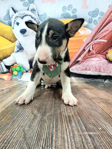 Bull Terrier Inglês Pirata/fulvo/tricolor/White e black brindler, machos e fêmeas
