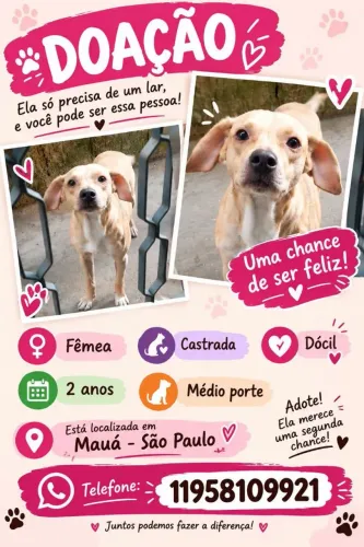 Doação fêmea castrada porte médio