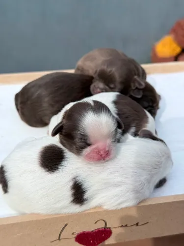 Shih tzu machos e fêmeas