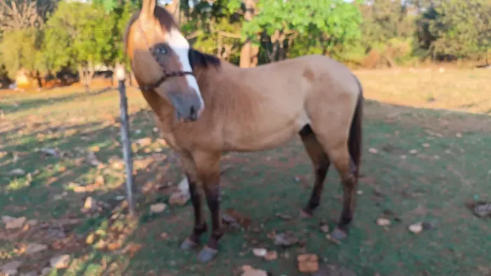 Cavalo quarto de milha