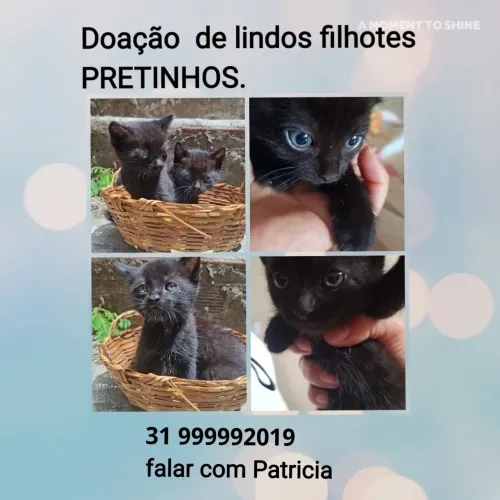 DOAÇÃO FILHOTES DE GATINHOS
