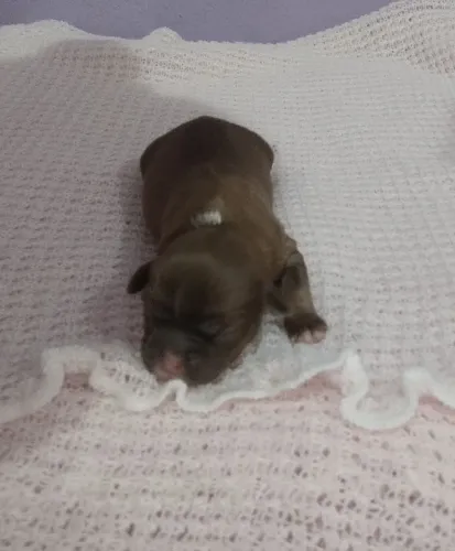 Cachorro