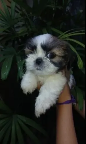 shih tzu macho puro