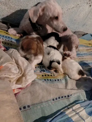 Filhote de poodles