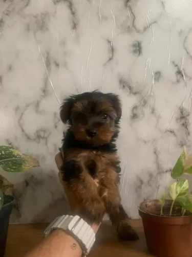 Vendo cachorra femia Yorkshire