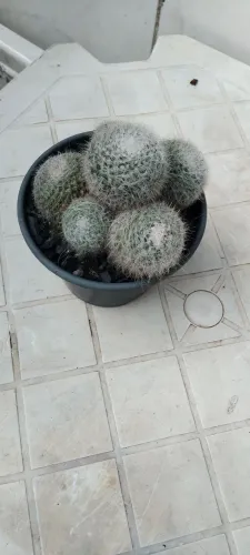 Cacto mamilaria