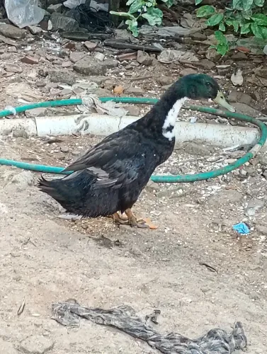 Vendo
