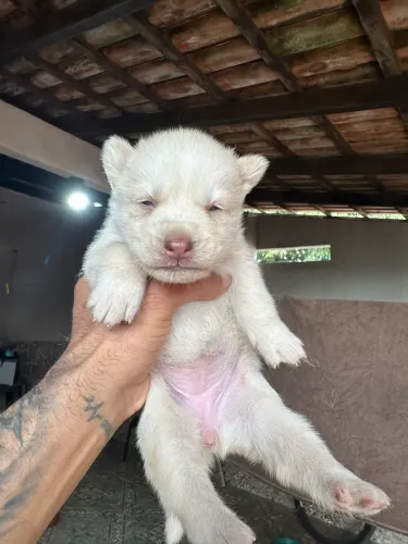 Filhote de husky siberiano PUROS!