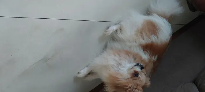 Lulu
