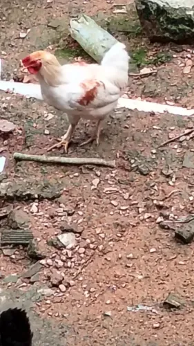 Vendo galos e galinhas