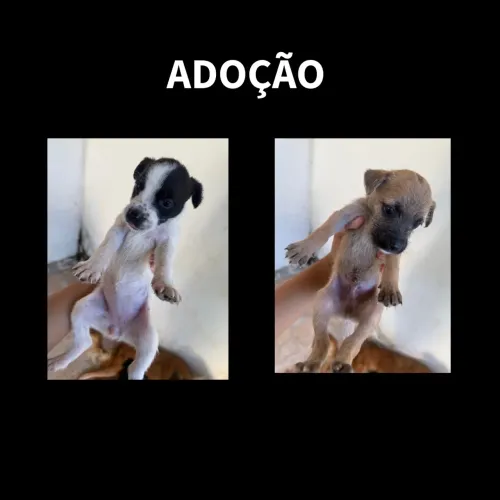 Filhotes de Cachorros 