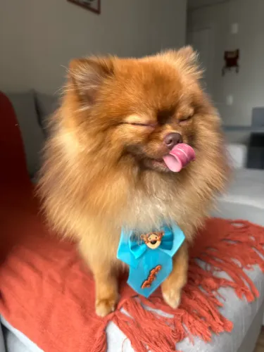 Sptiz Lulu pomerânia