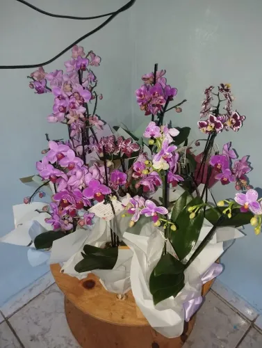Orquídeas 