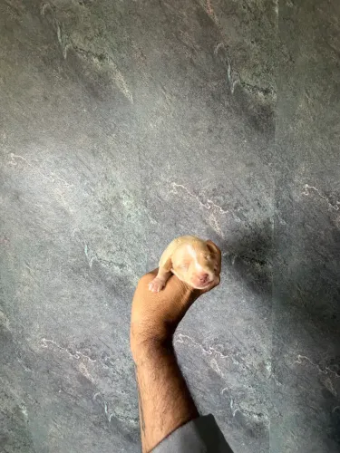 Pinscher fêmea zero