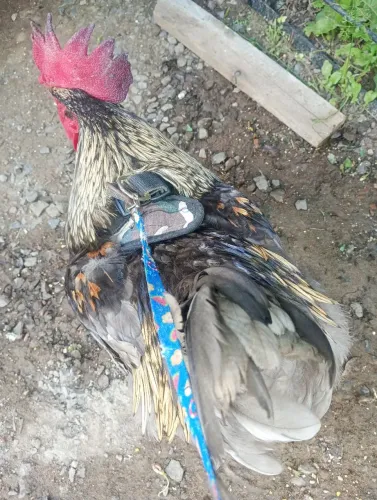 Griss cendre pés cinza