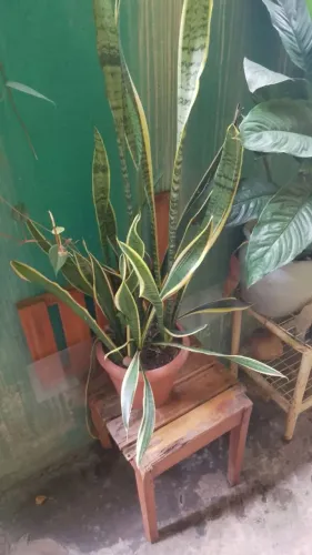 Espada de São Jorge planta
