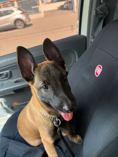 Pastor malinois