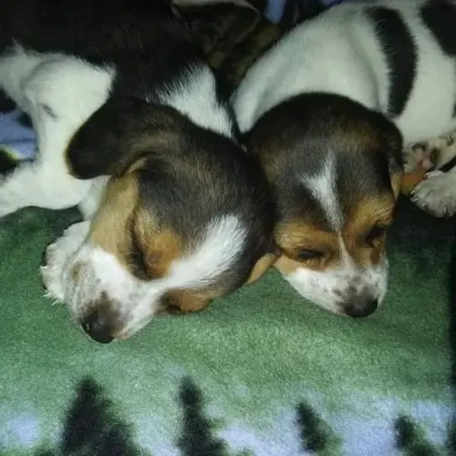 Filhotes de Beagle | Alegria que nunca acaba.
